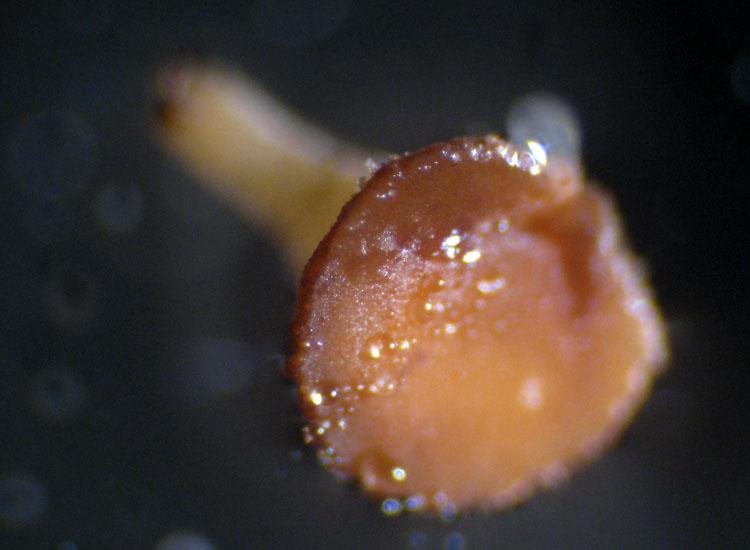 Forse non � Hymenoscyphus fructigenus ....